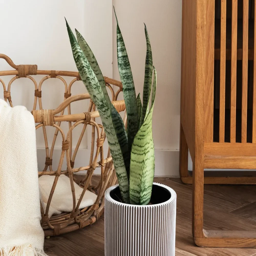 sansevieria