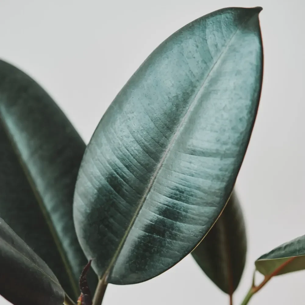 Ficus Elástica