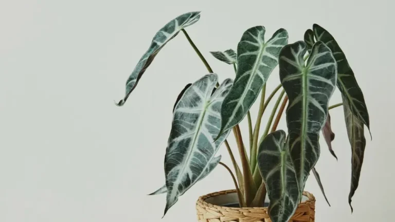 Cuidados Alocasia Polly