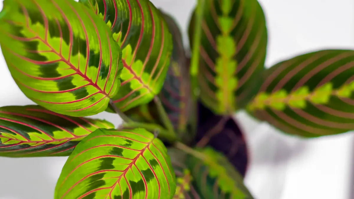 Maranta Leuconeura