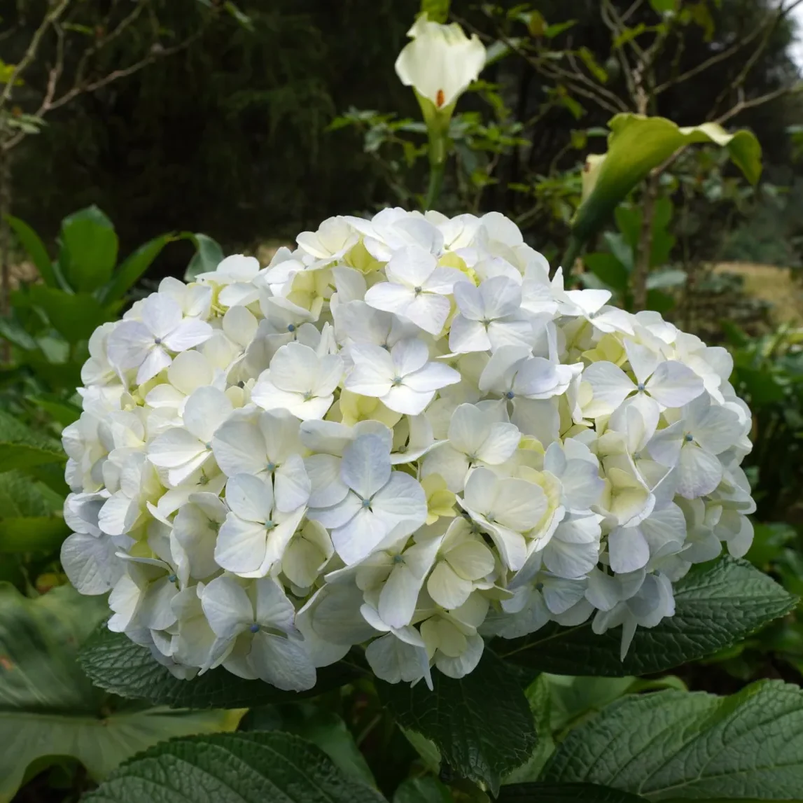 hortensia blanca