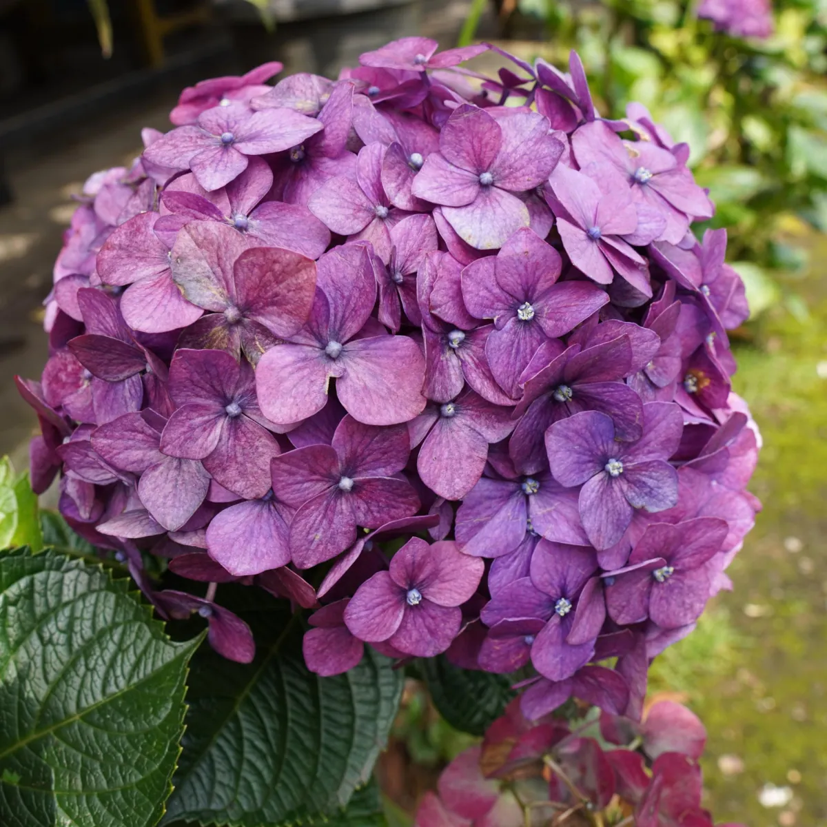 hortensia rosa