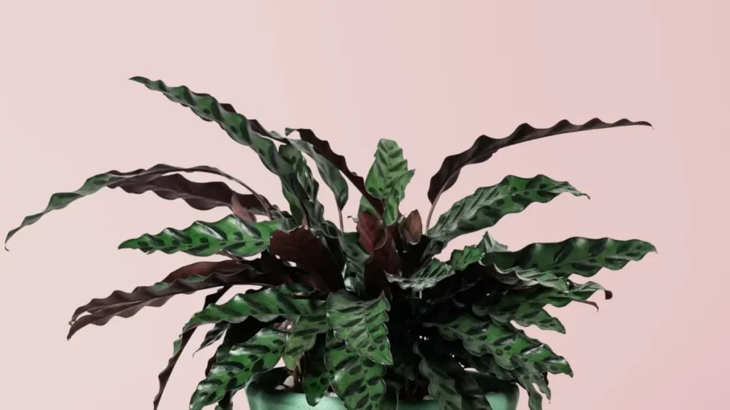 Calathea Lancifolia Pluma de Indio