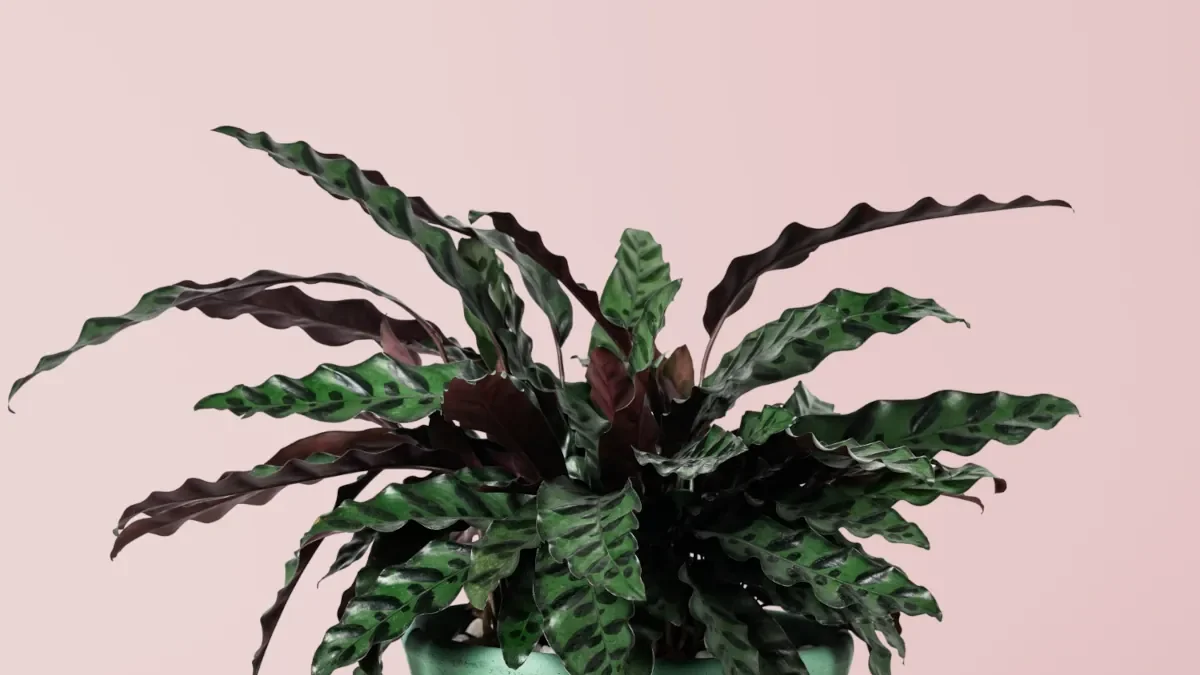 Calathea Lancifolia Pluma de Indio