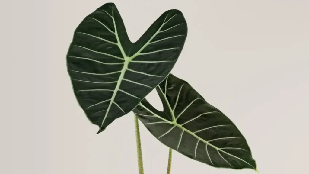 Alocasia black velvet