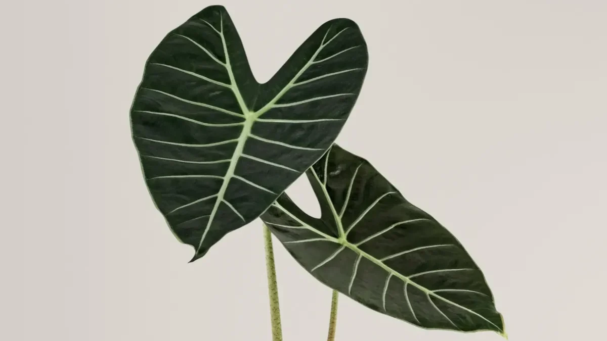 Alocasia black velvet