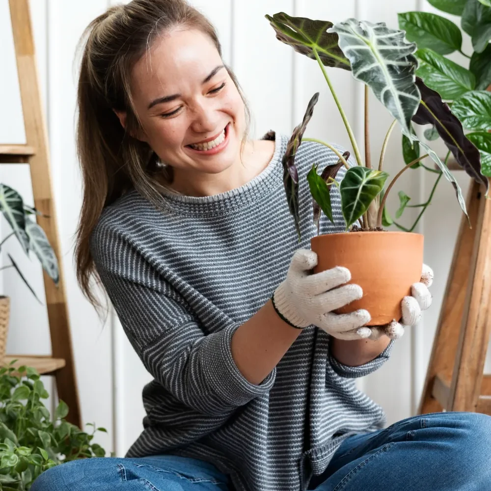 Alocasia cuidados