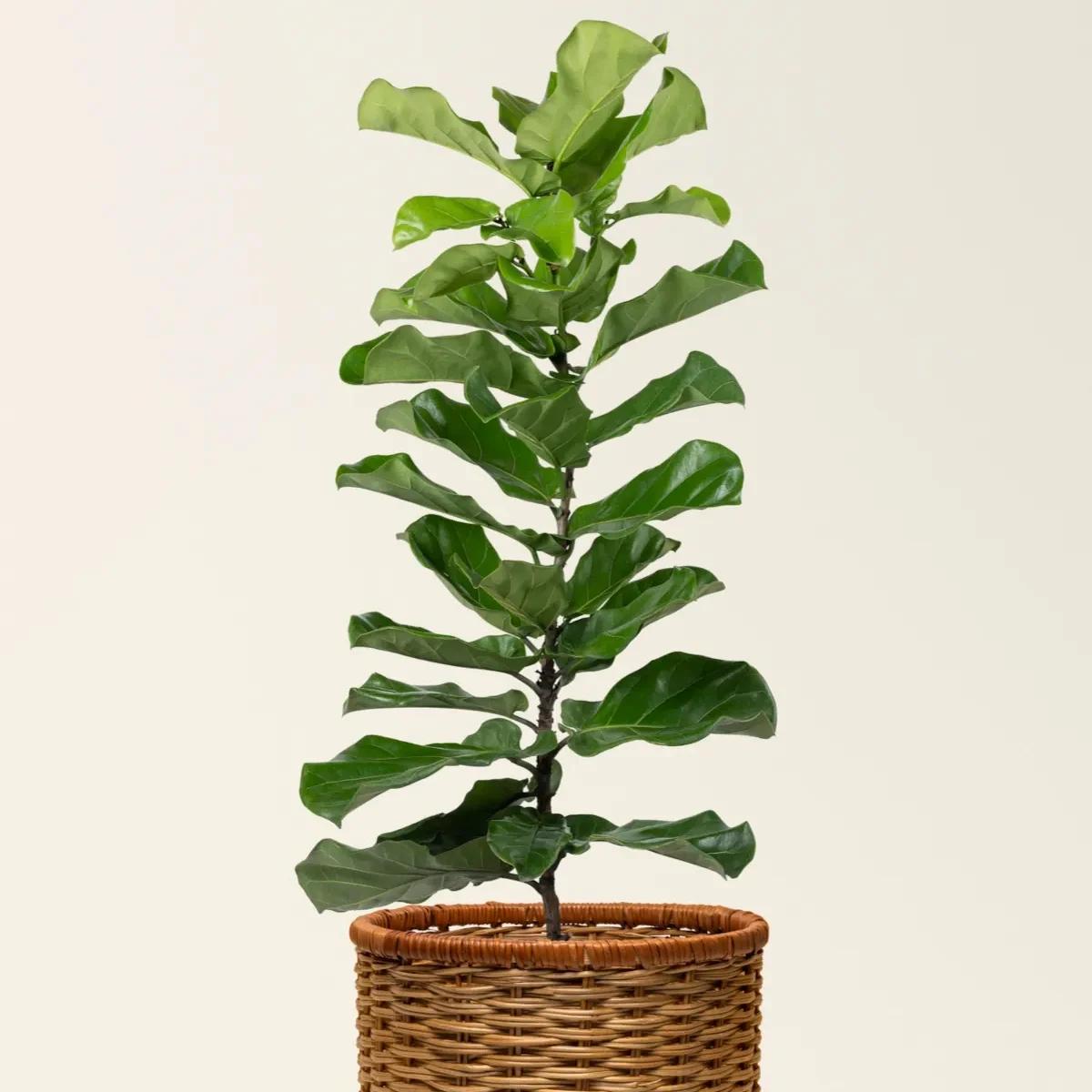FICUS LYRATA