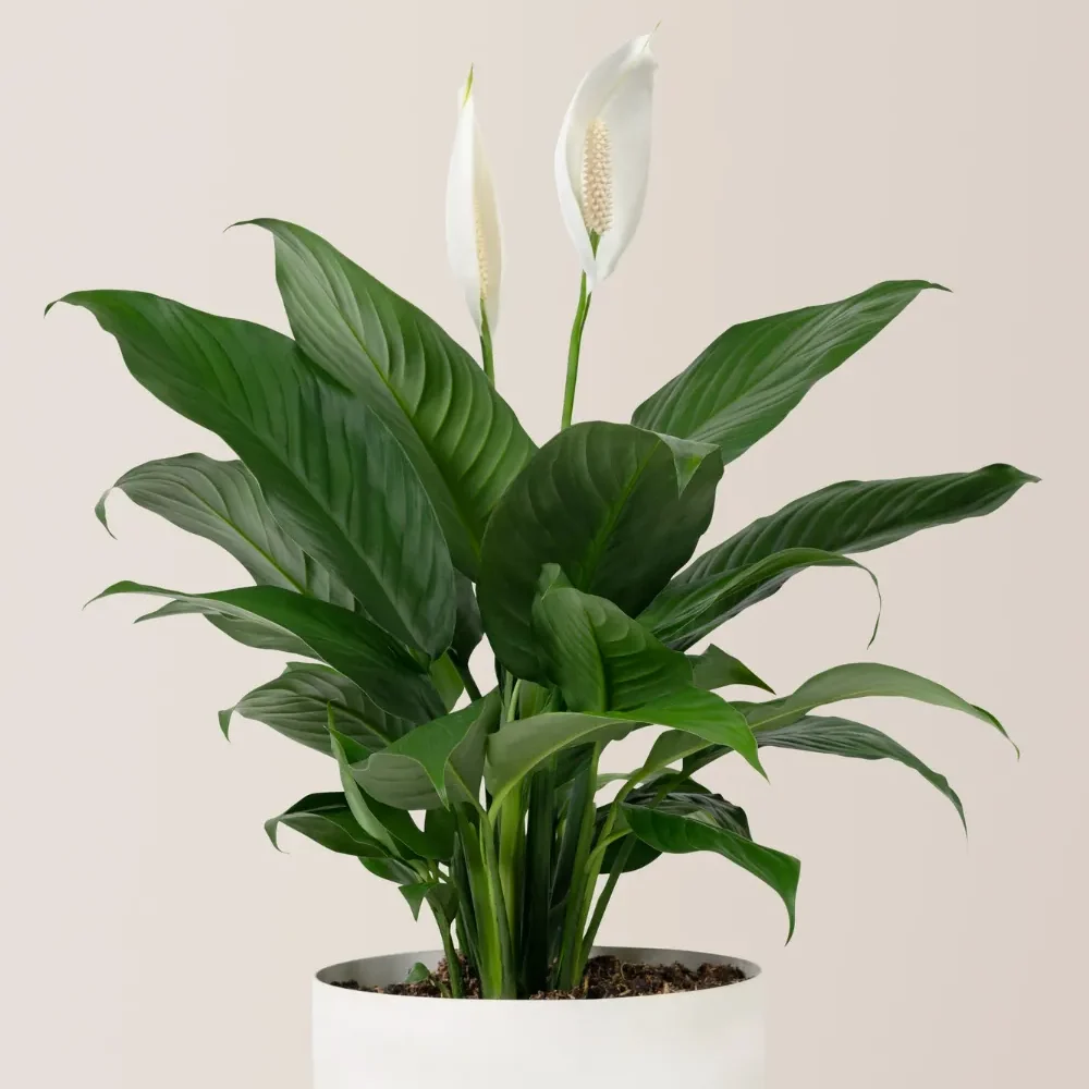 Espatifilo maceta blanca