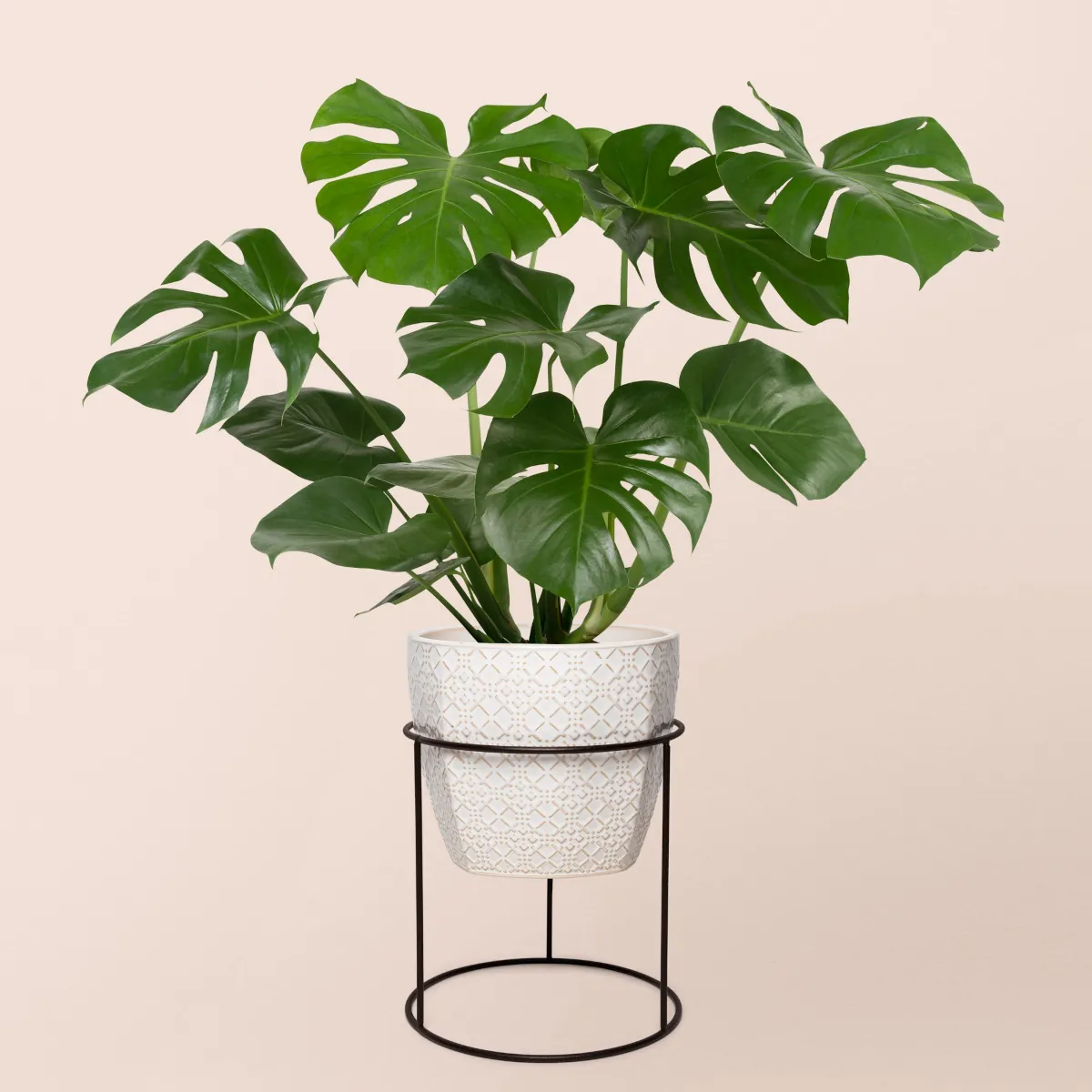 MONSTERA PLANTA