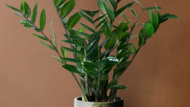 Zamioculca
