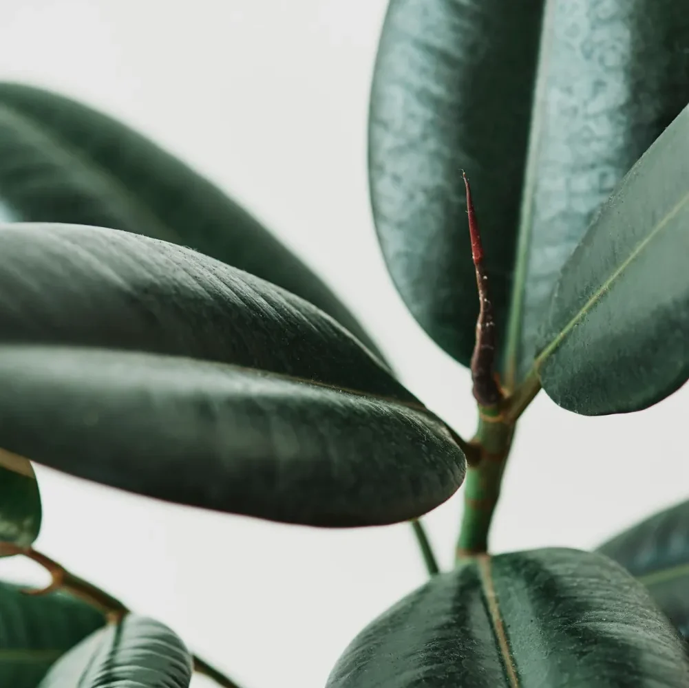 Ficus Robusta