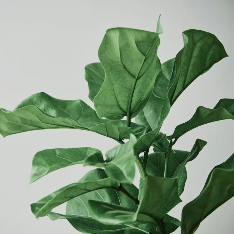 ficus lyrata hojas