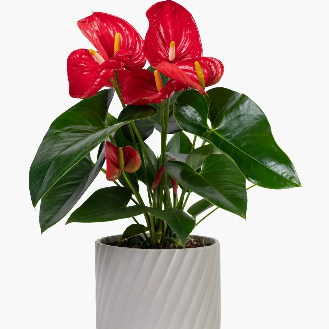 anthurium rojo