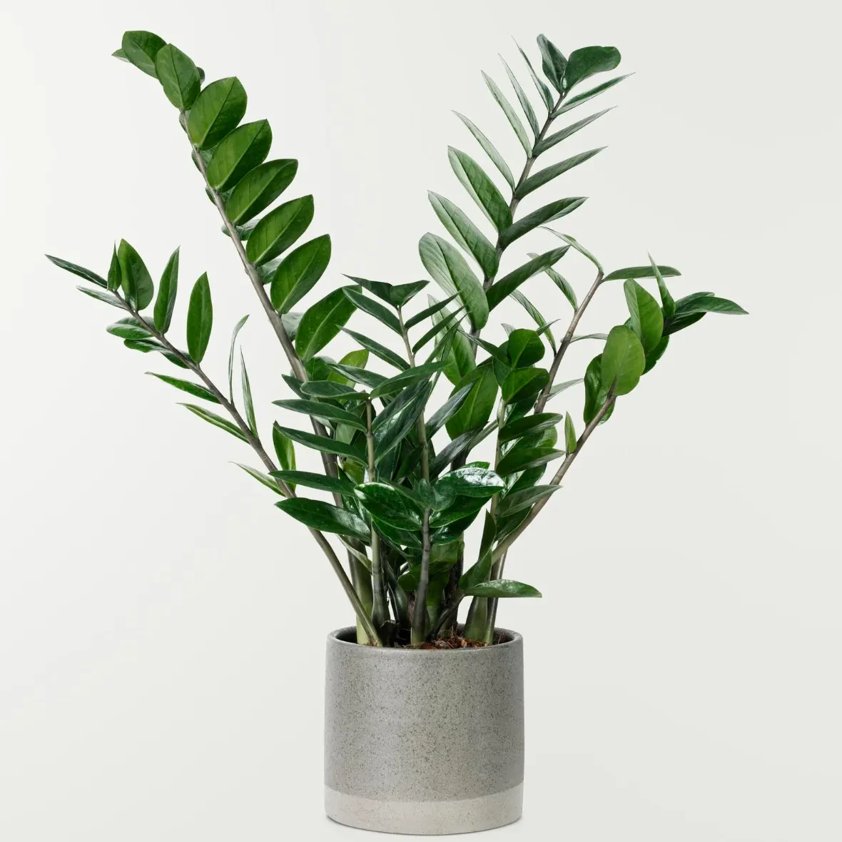 zamioculca planta