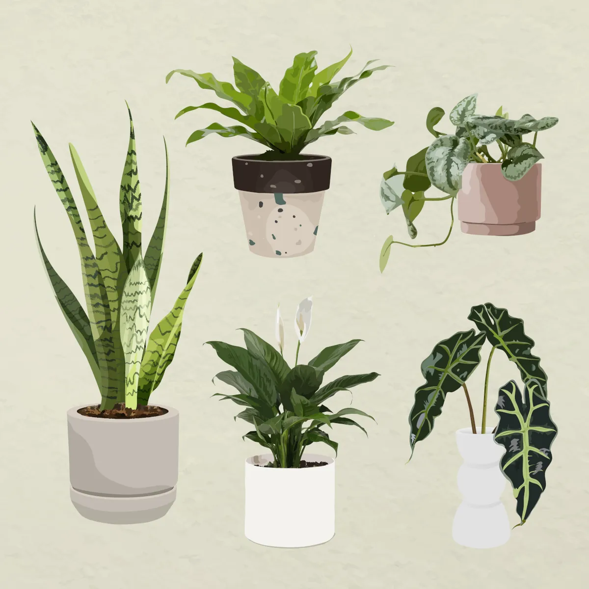 plantas de interior