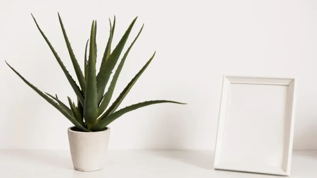ALOE VERA PLANTA