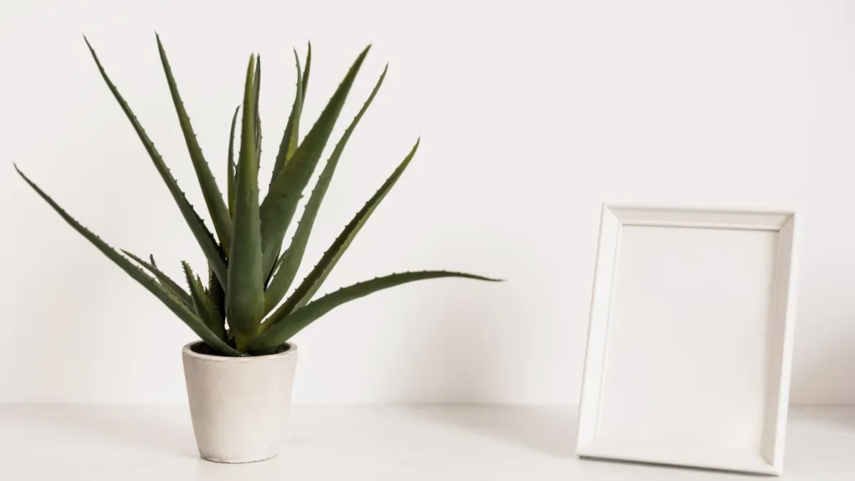 ALOE VERA PLANTA