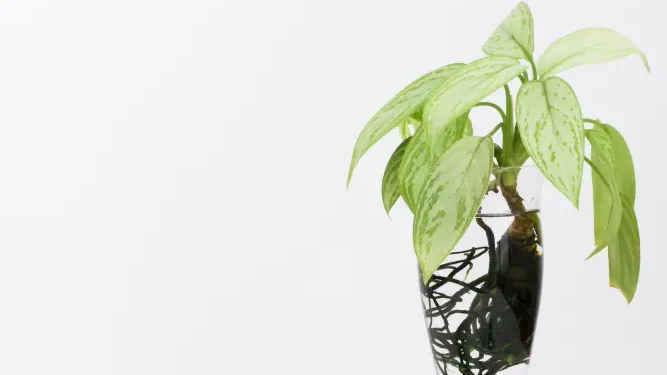 Aglaonema planta maceta