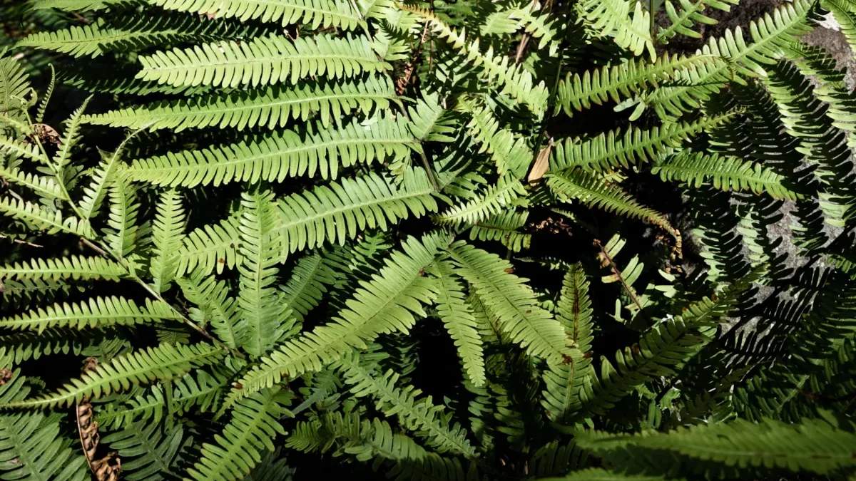 Helecho selva