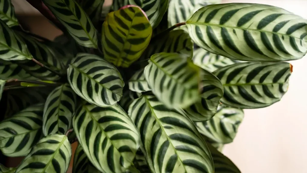 Calathea Makoyana