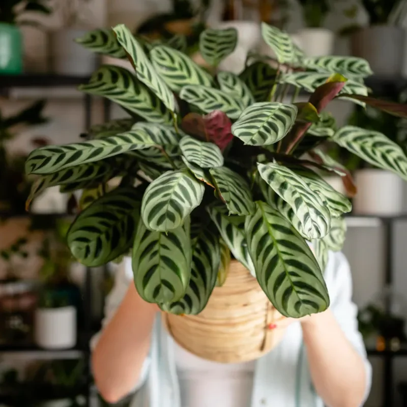 Calathea Makoyana