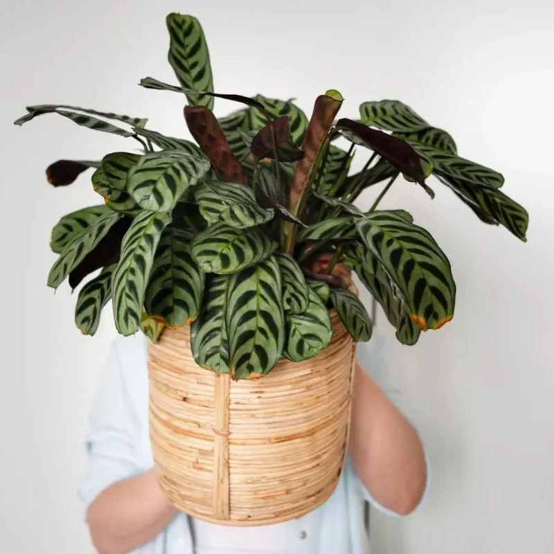 Calathea Makoyana