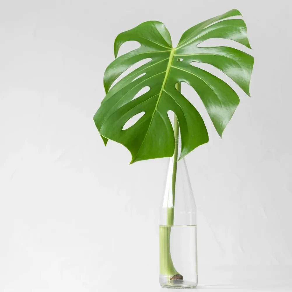 monstera en agua