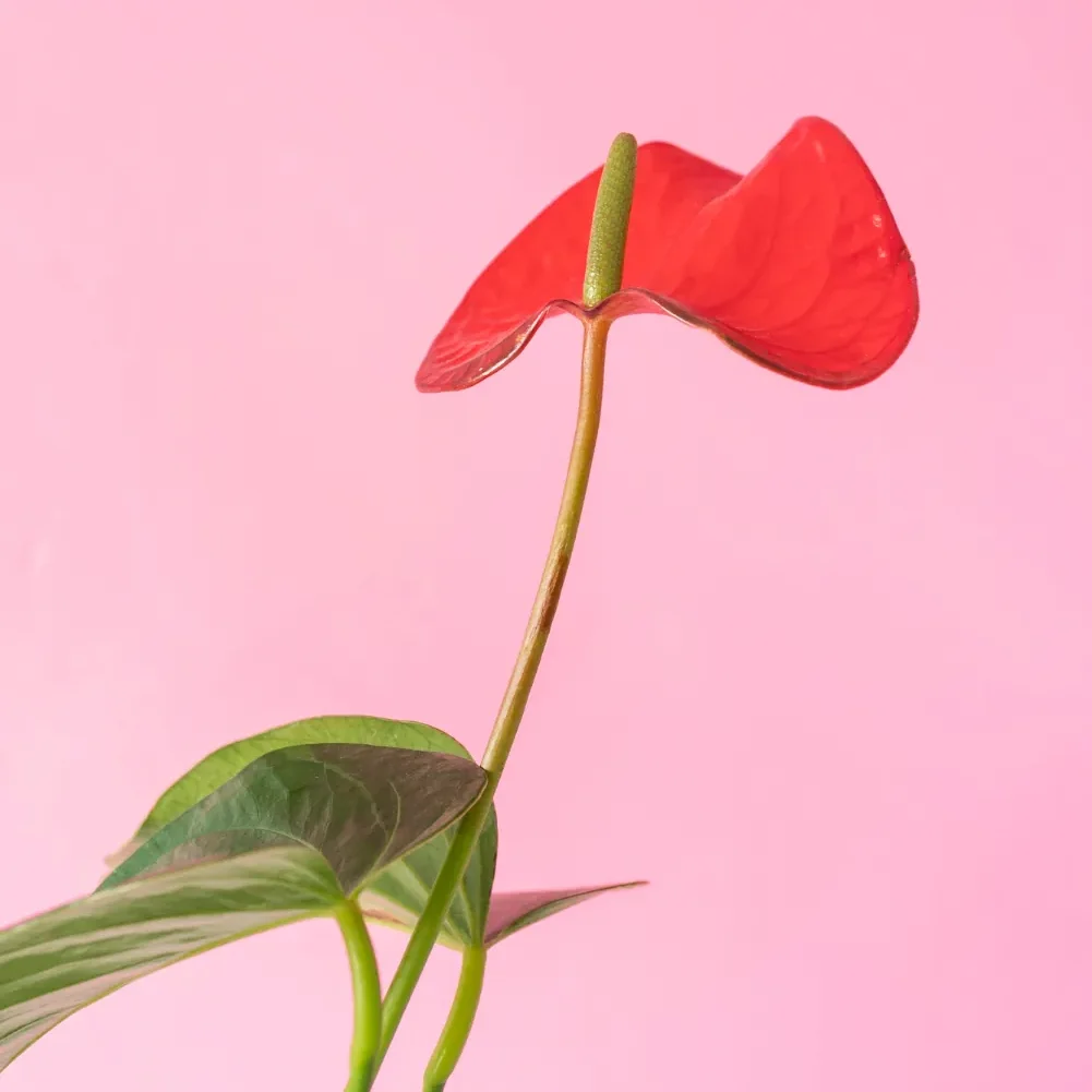 Anturio fondo rosa