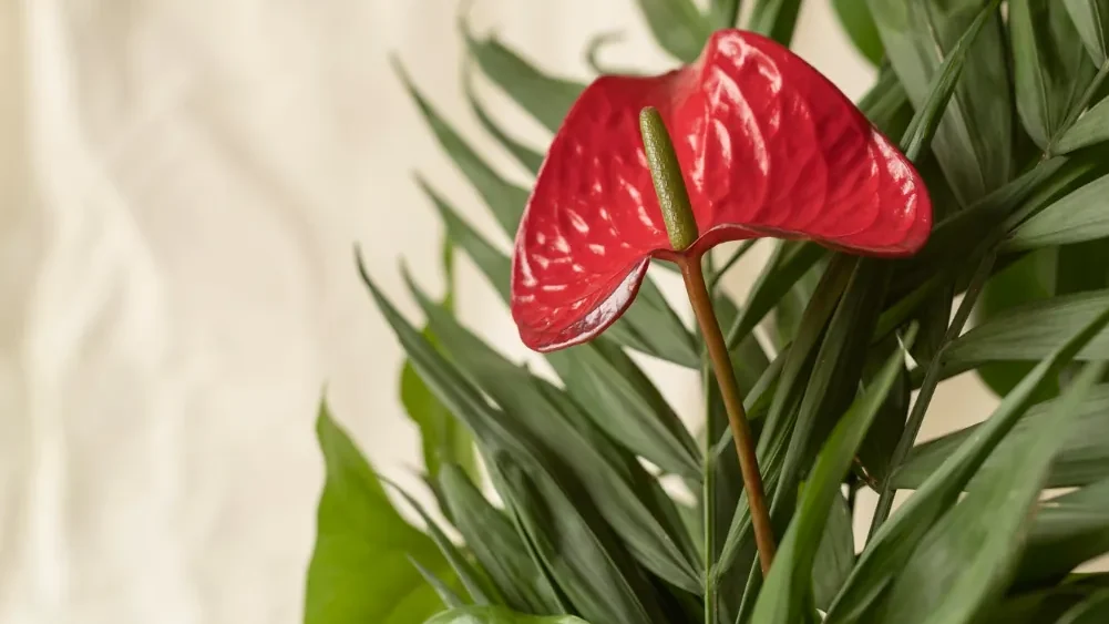 anthurium planta