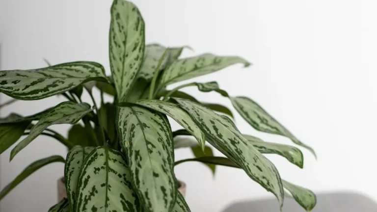 cuidados de la Aglaonema