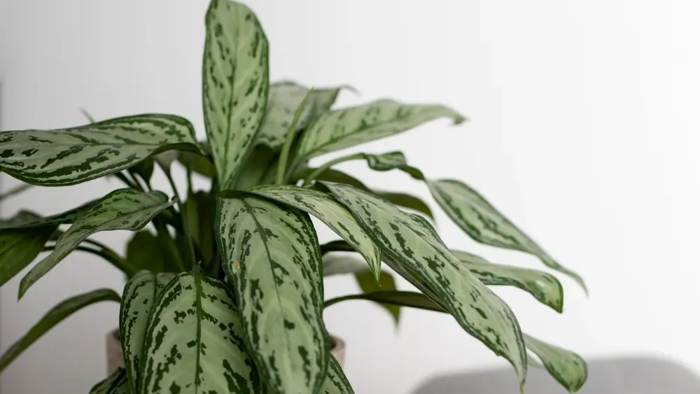 cuidados de la Aglaonema