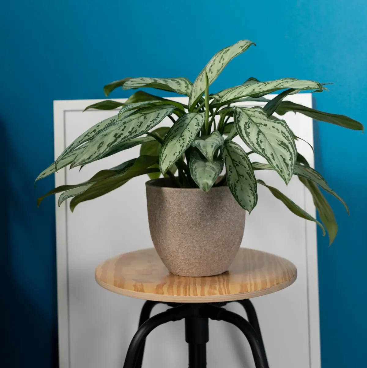 tipos de Aglaonema