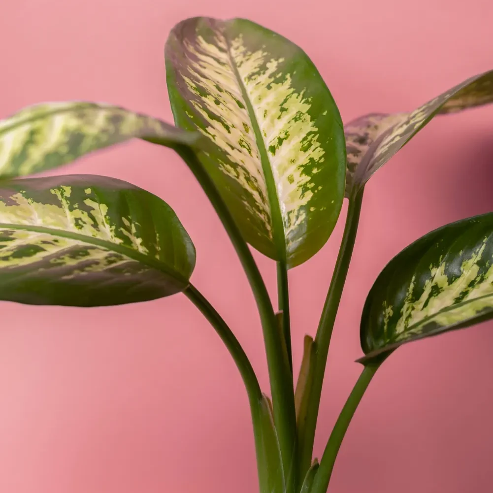 cuidados Aglaonema