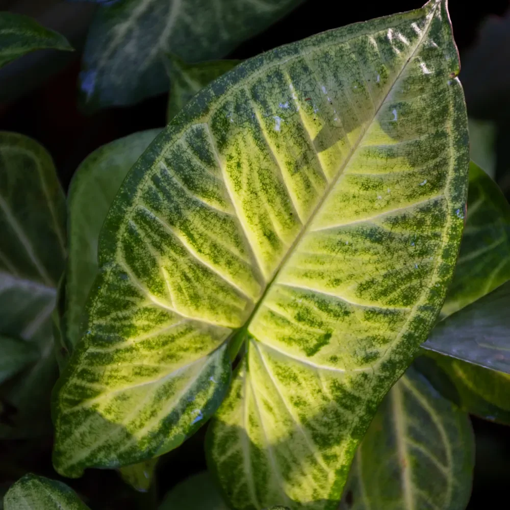 hoja singonio