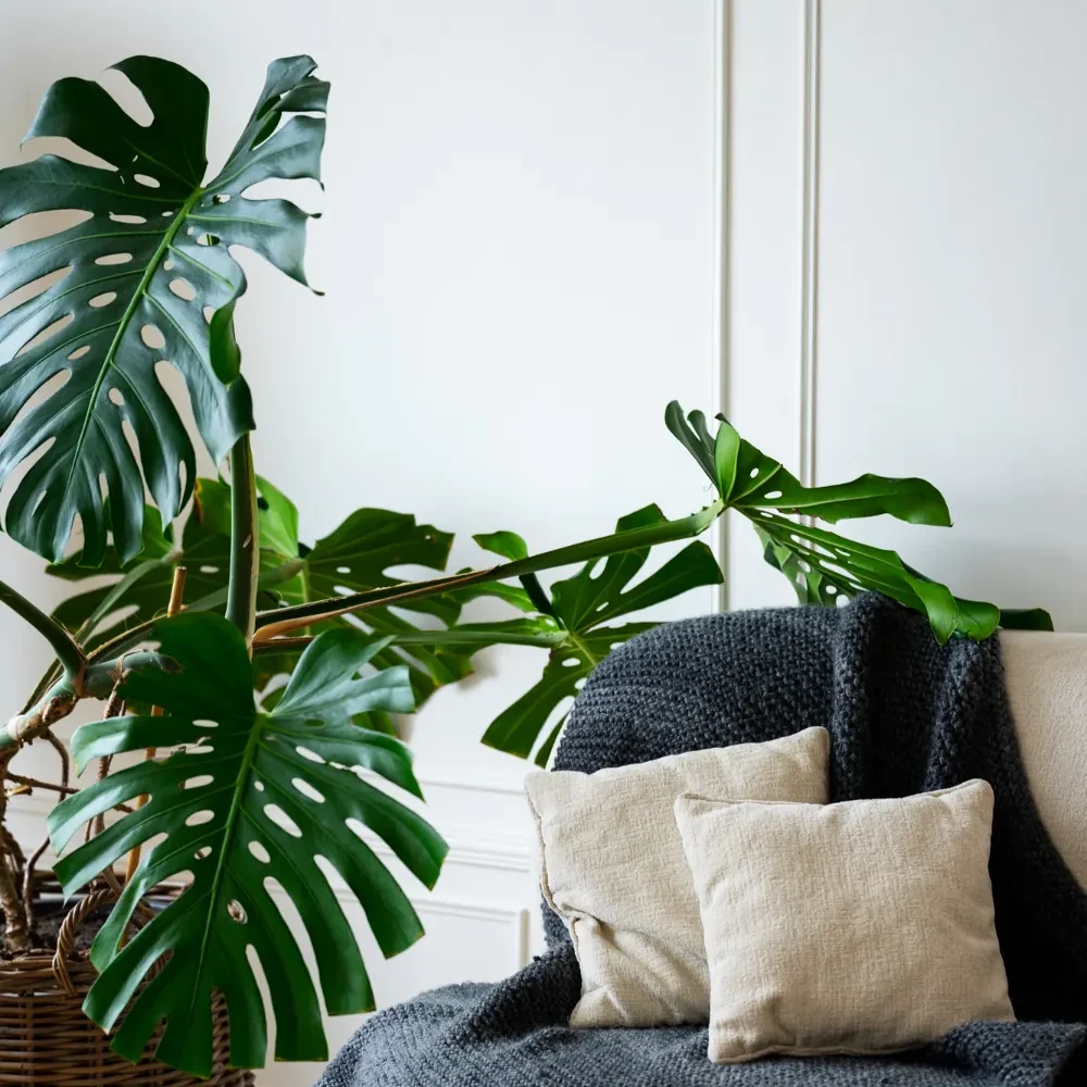 monstera salon