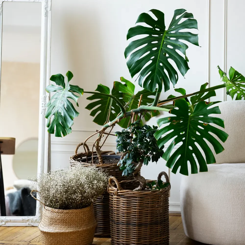 Monstera casa