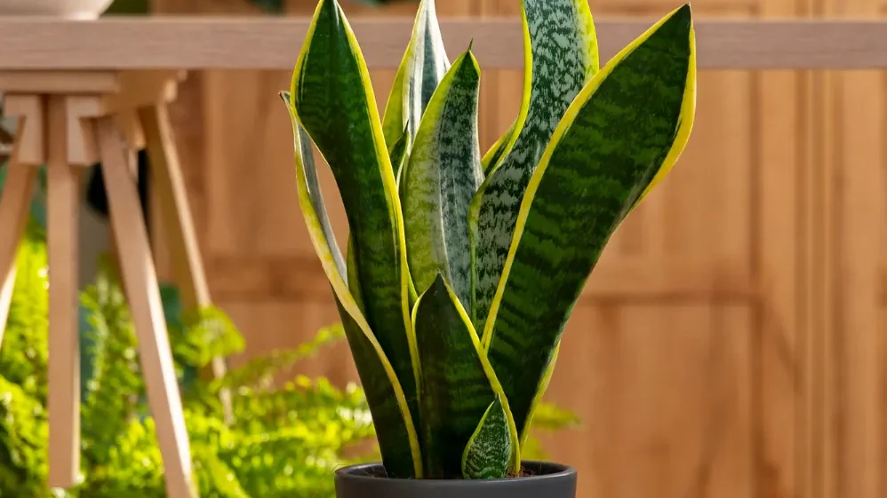 Sansevieria
