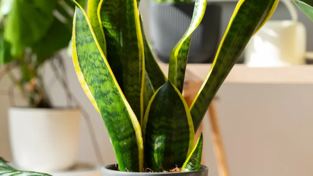 lengua de suegra planta