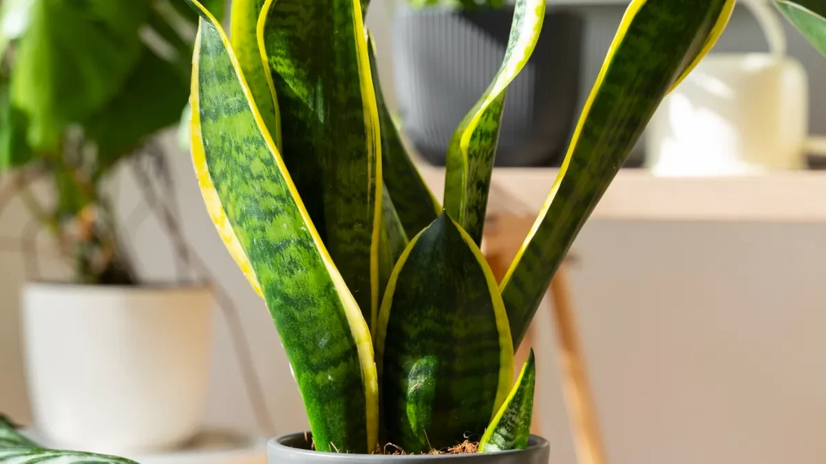 lengua de suegra planta