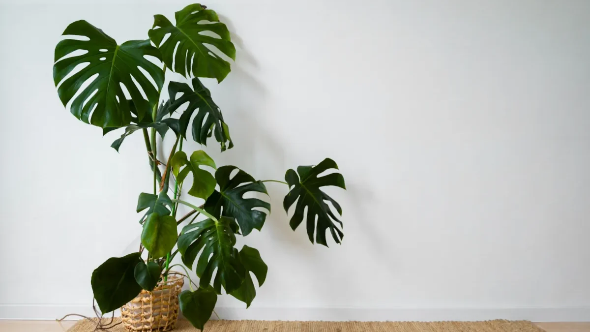 Monstera deliciosa