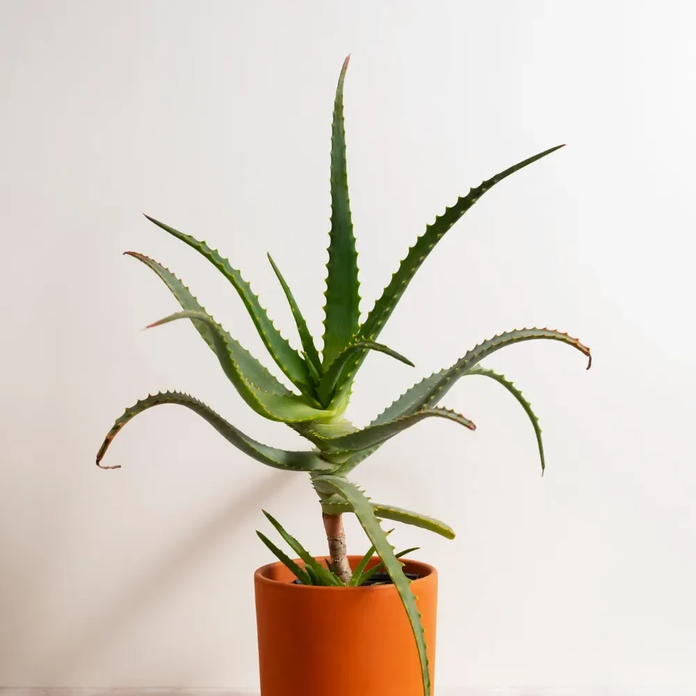 ALOE VERA PLANTA