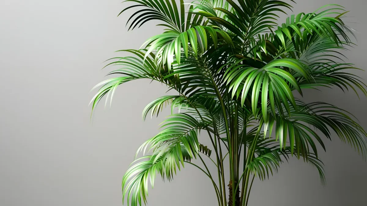 Kentia palmera