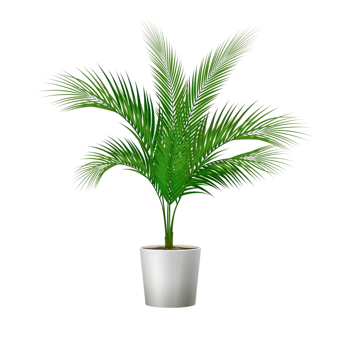 Palmera perfecta