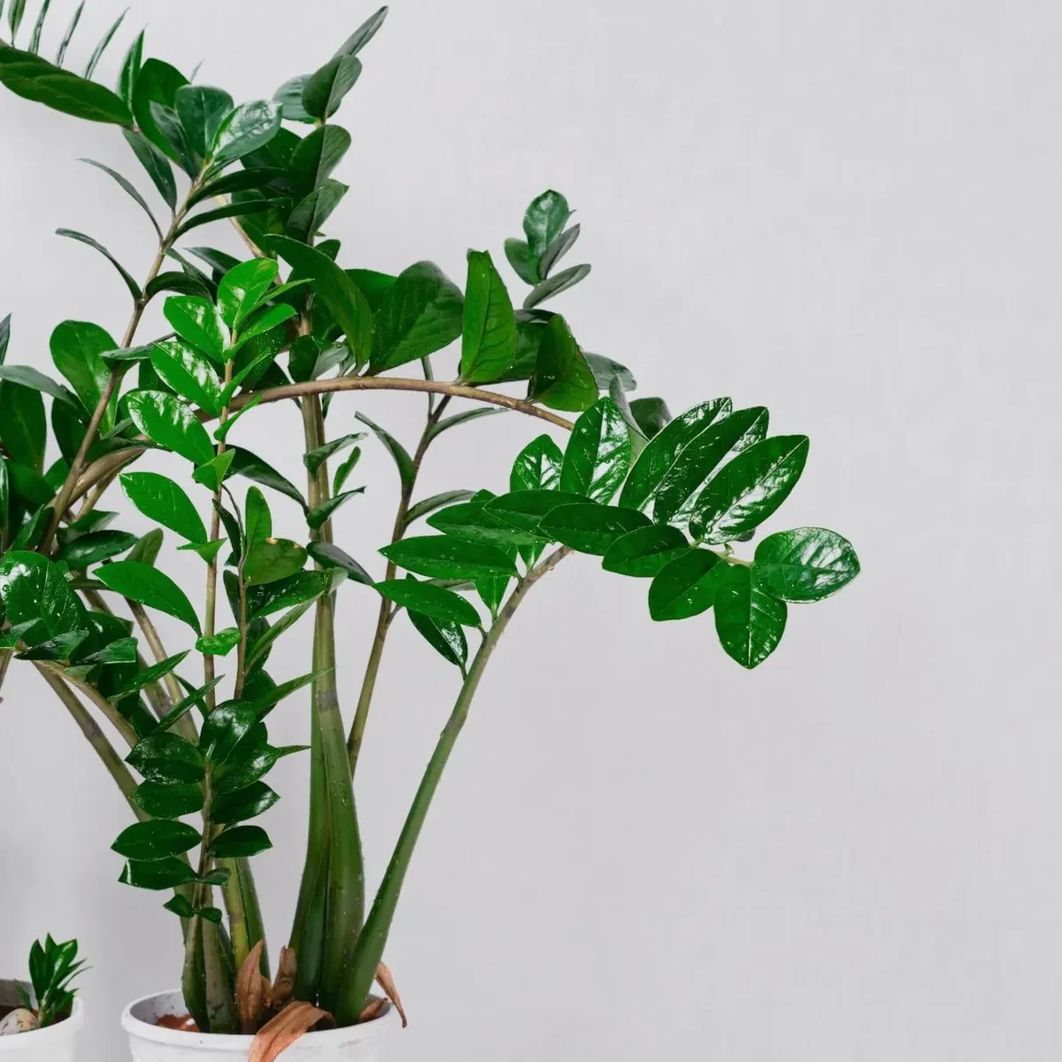planta zamioculca