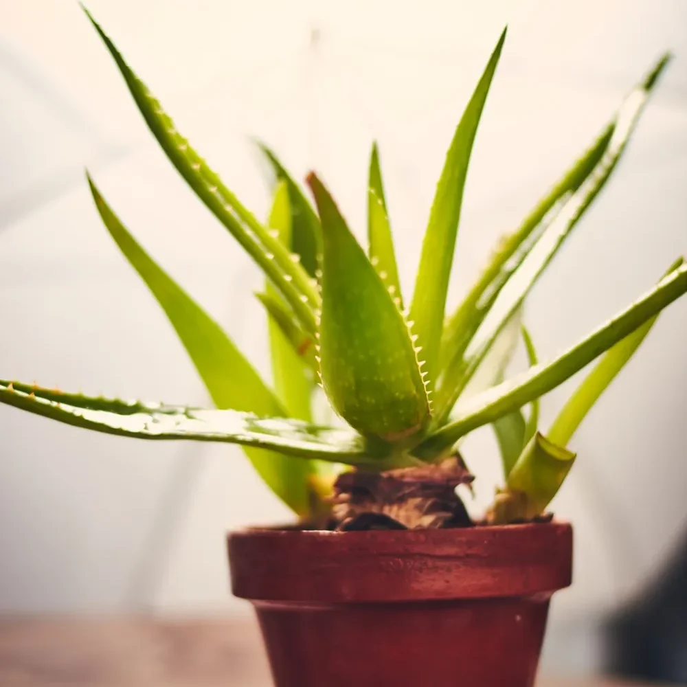 ALOEVERA EN MACETA