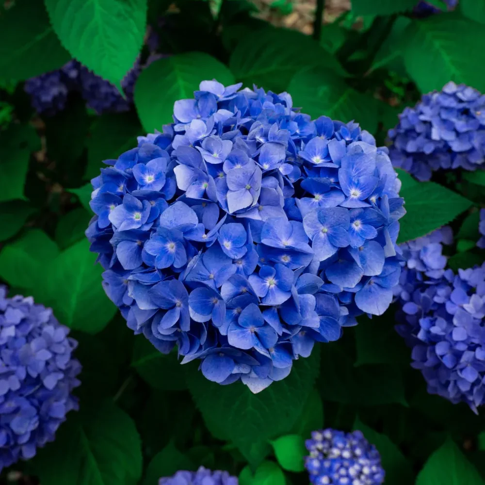 hortensia azul