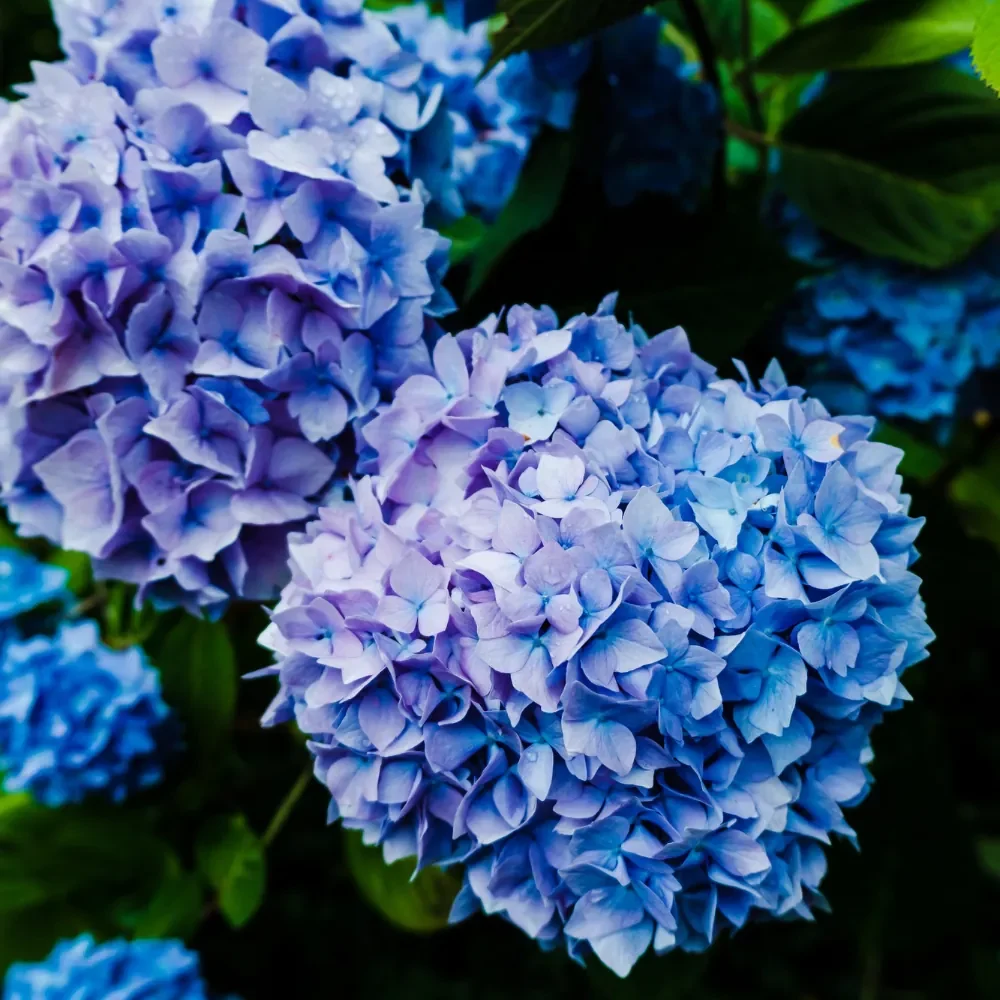 hortensia planta