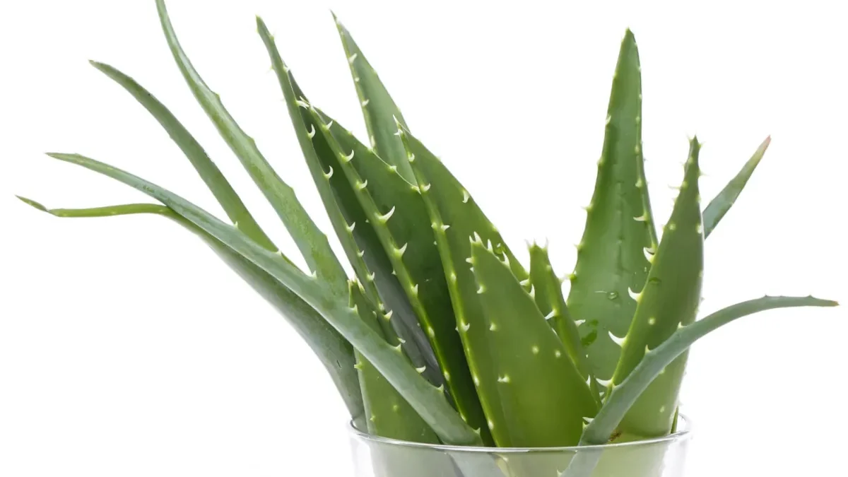DONDE COLOCAR ALOEVERA