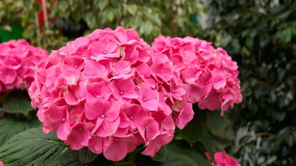 hortensia rosa
